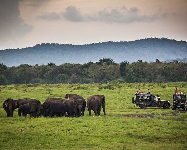 1 Day Yala Wildlife Safari Adventure